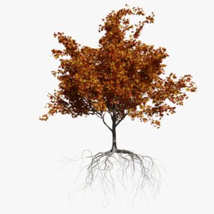 3D model maple autumn 1 tree bark