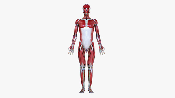 3D male anatomy simplified - TurboSquid 1469200