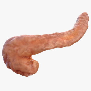 human pancreas model