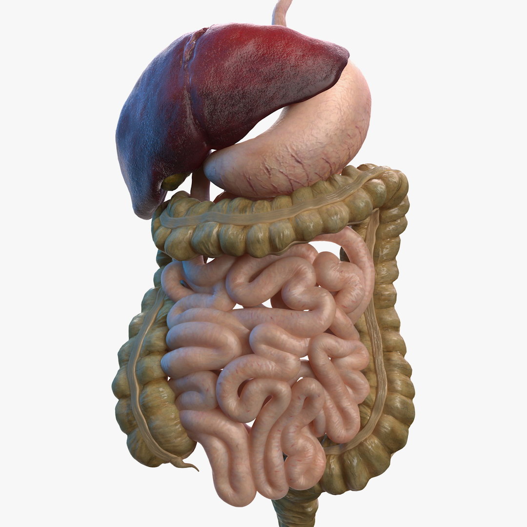 3D Human Stomach Small Intestine - TurboSquid 1469290