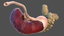 3D human stomach small intestine