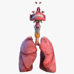 3D human respiratory