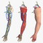 male arm anatomy skin human model