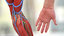 male arm anatomy skin human model