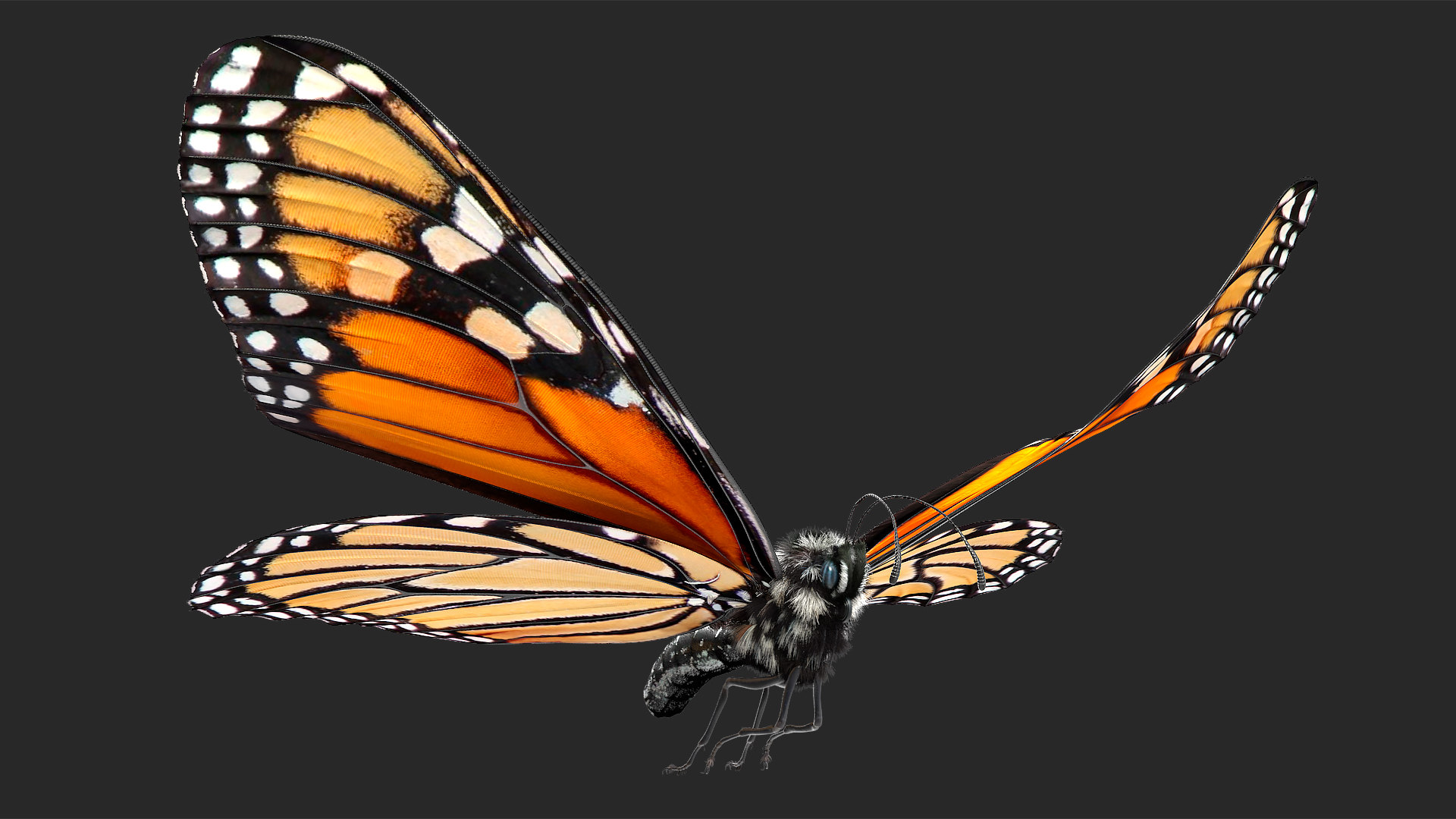 Flight monarch butterfly fur 3D model TurboSquid 1469615