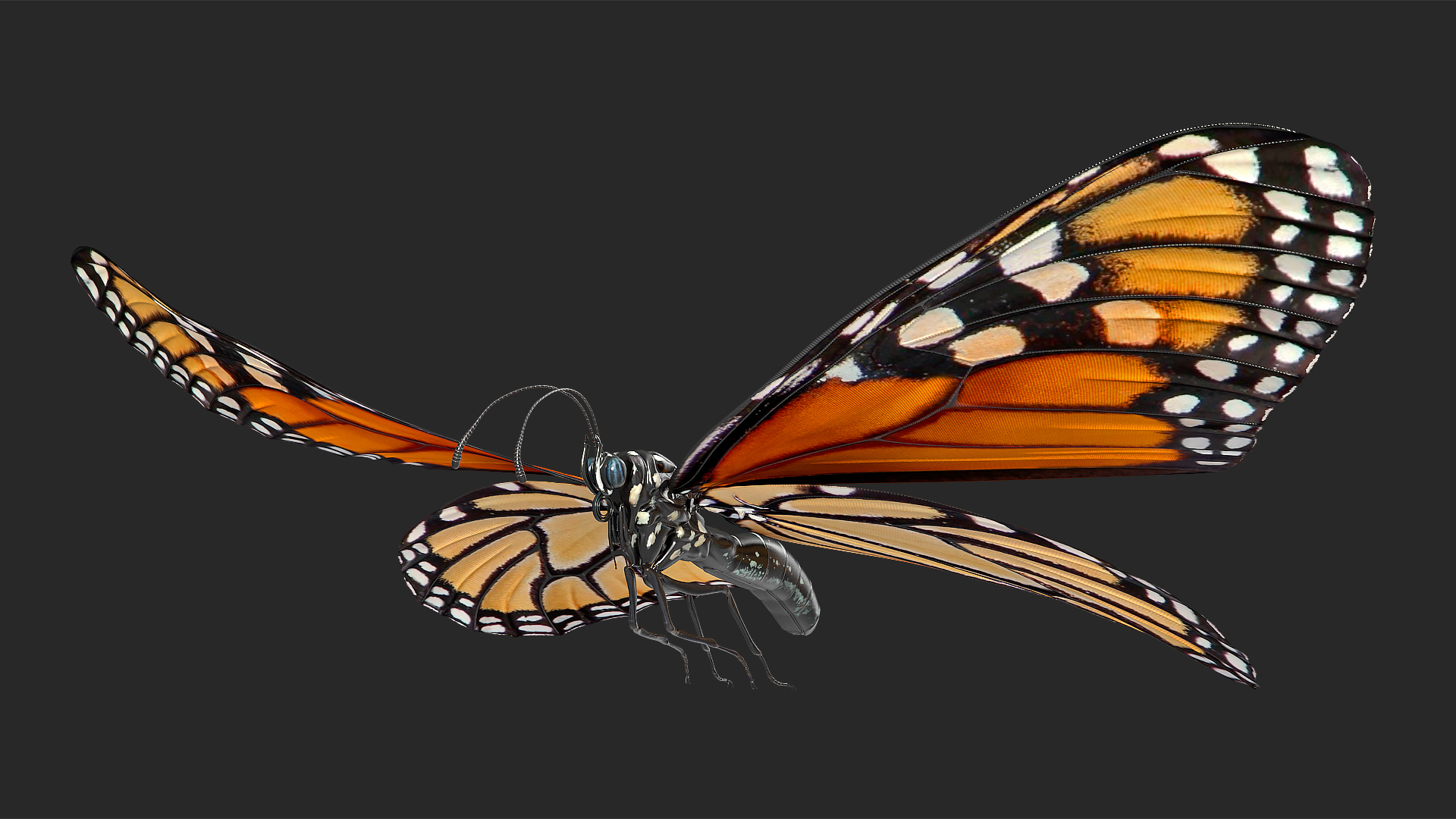 animated flying monarch butterfly rigged for cinema 4d3d模型