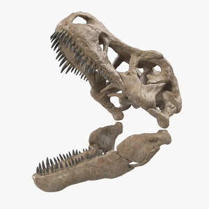 3D t rex skull fossil model
