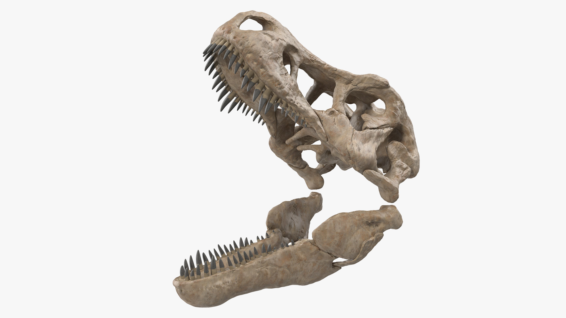 t rex skull model