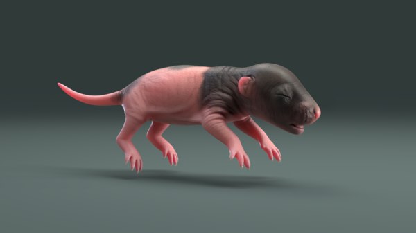 Modele 3d De Rat Bebe Turbosquid