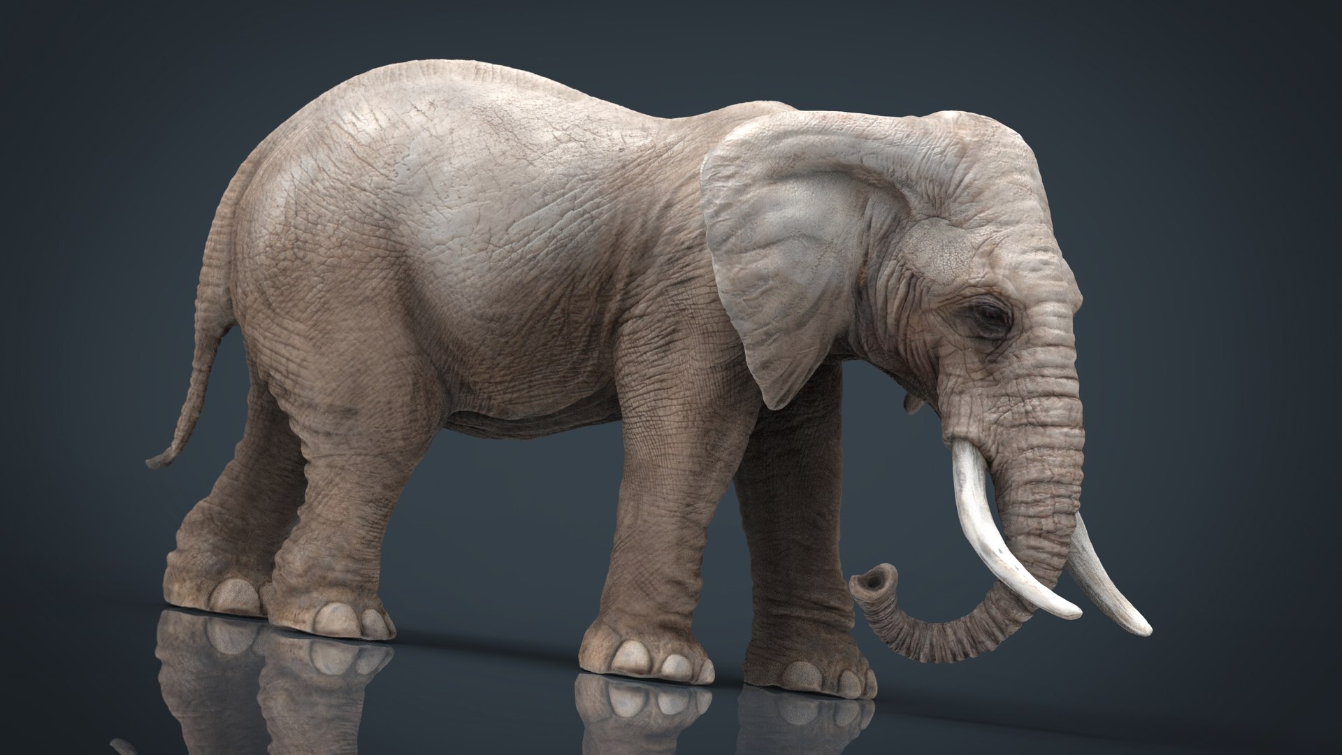 3D model elephant animal zoo - TurboSquid 1469549