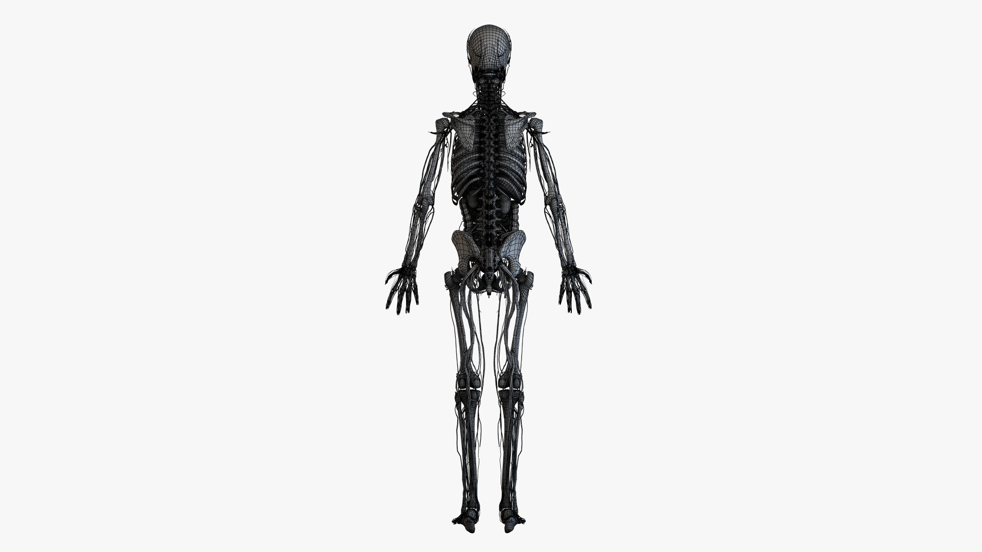 Female anatomy simplified model - TurboSquid 1469560