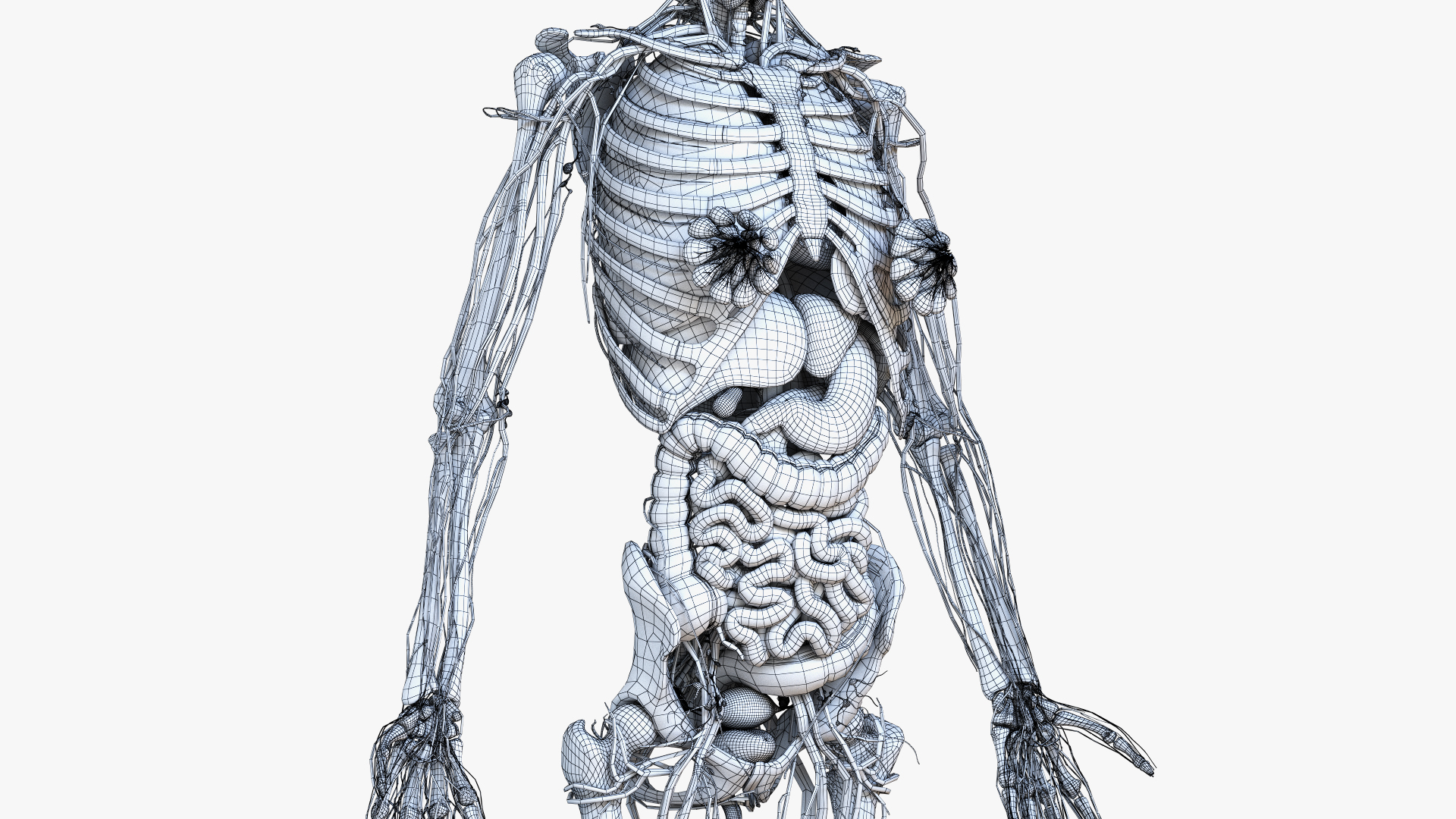 Anatomy 18. Анатомия девочки. 3d анатомия девушки. Анатомия Грея иллюстрации. Низкая девушка анатомия.