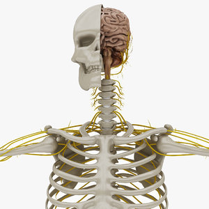 nervous anatomy nerves 3D model