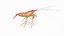 scarlet cleaner shrimp 3D
