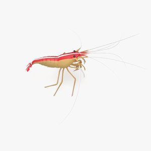 scarlet cleaner shrimp 3D