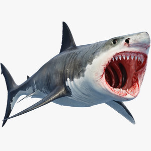 3D great shark white