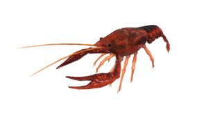 american crayfish 3D