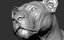 3D lion powerful big cat model