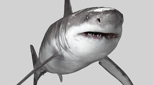 3D great white shark