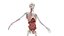 3D body anatomy 01
