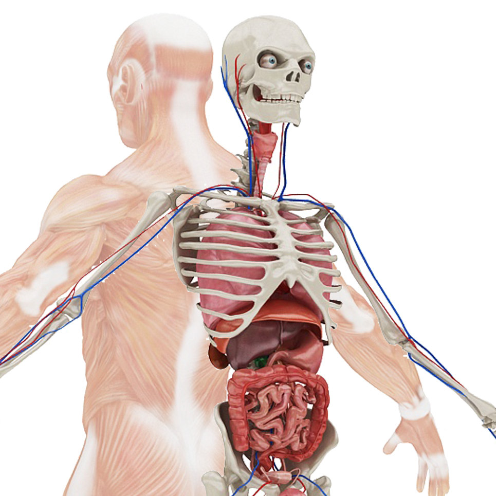 3D model body anatomy - TurboSquid 1469850