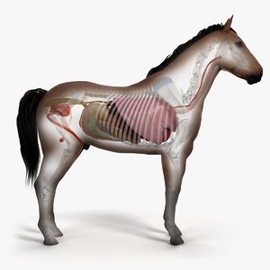3D skin horse skeleton organs