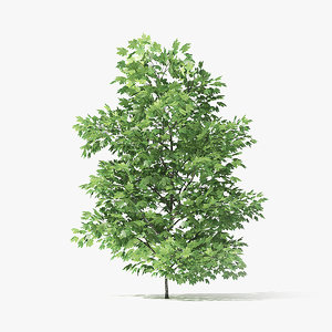 norway maple tree 3 3D model