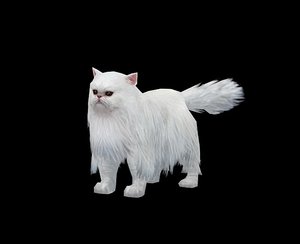 3D persian cat