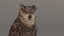 3D owl animations model