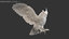 3D owl animations model