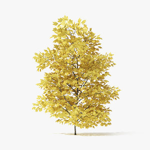 autumn norway maple tree 3D model