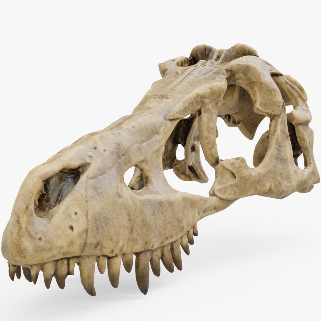 dino with hard skull