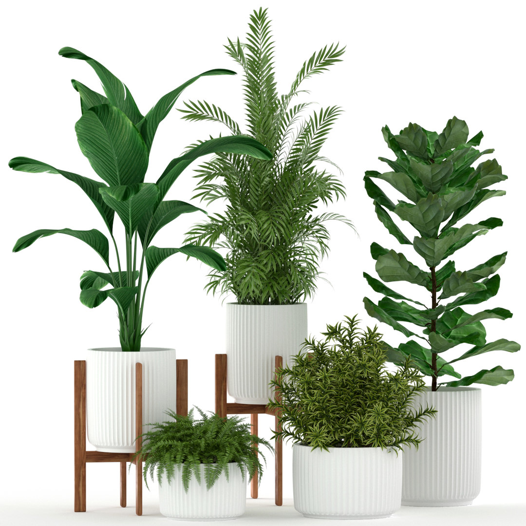 3d модели растения. 3d Modeling Plants.