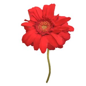 3D model scanned chrysantemum