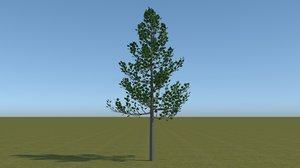 maple tree 3D