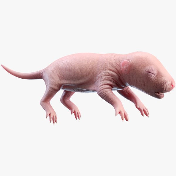 Modele 3d De Nouveau Ne Bebe Rat 2 Turbosquid