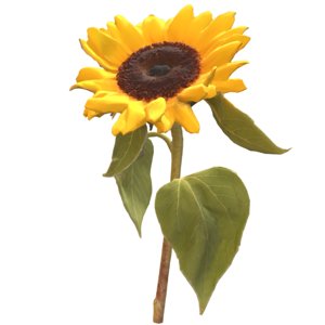 3D sunflower sun flower