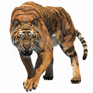 tiger fur 3D model