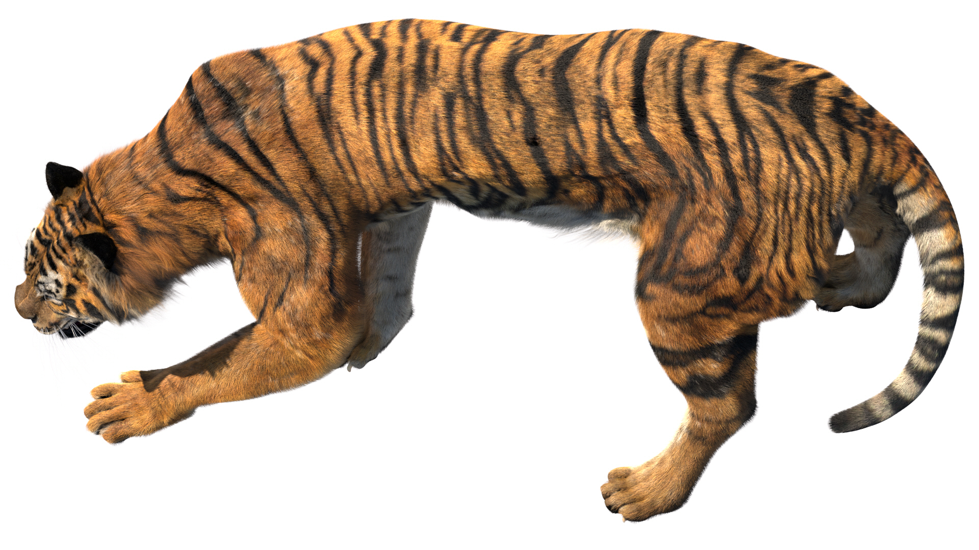 tiger fur 3d model