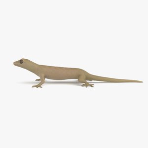 3D mourning gecko model