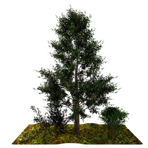 alder tree 3D model