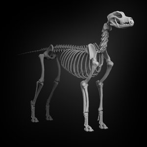 dog skeleton 3D