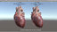 3D human heart