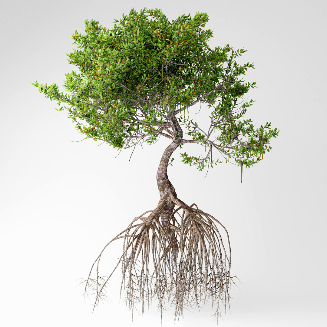 Mangrove tree model TurboSquid 1471915