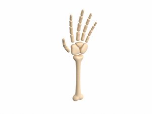 arm bone 3D model