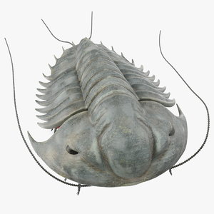 trilobite extinct marine arachnomorph 3D model