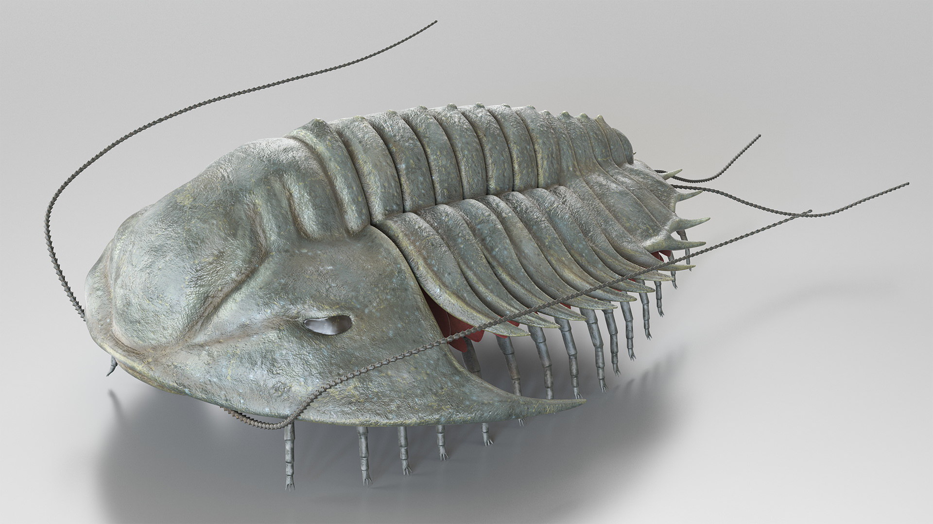 Trilobite Extinct Marine Arachnomorph 3d Model Turbosquid 1472303