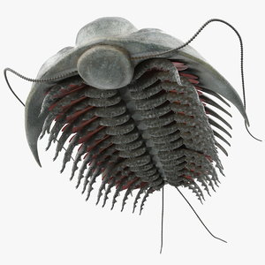 trilobite fur 3D model