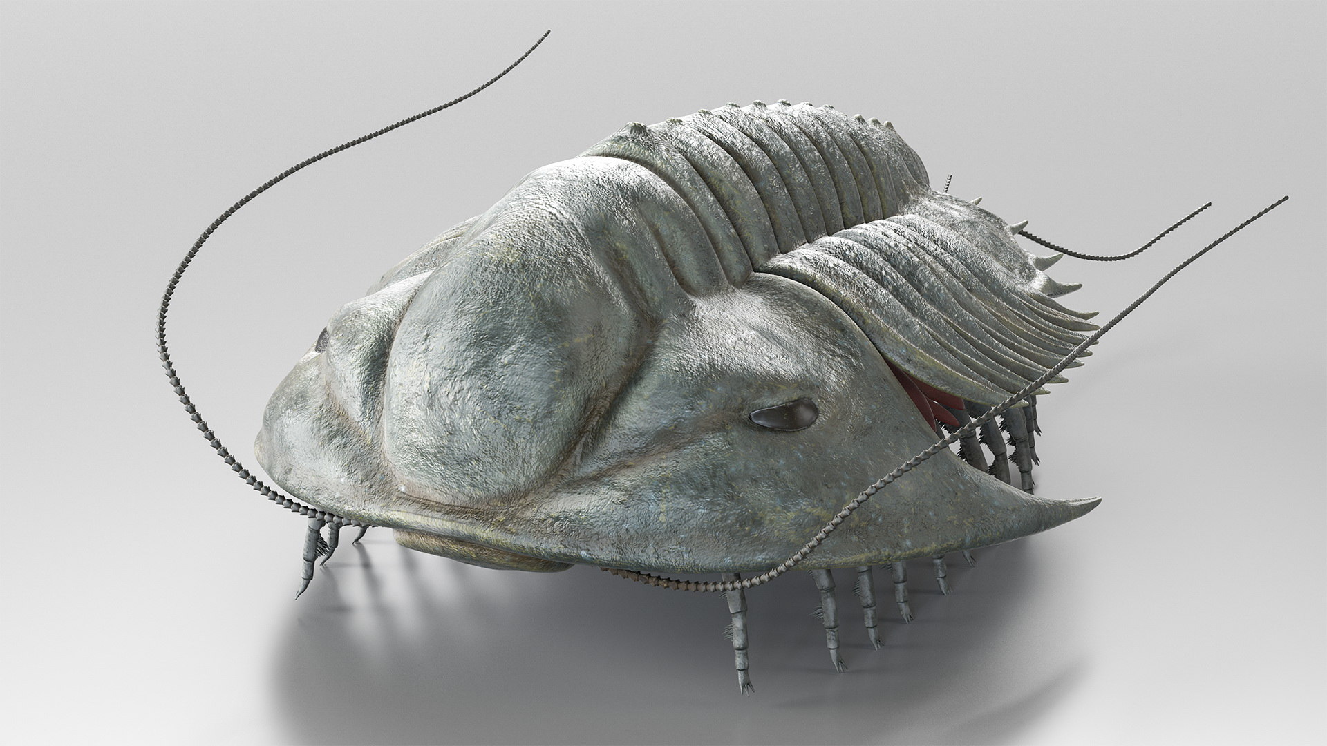 Trilobite Fur 3d Model Turbosquid 1472447