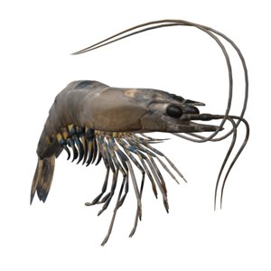 shrimp crustaceans model